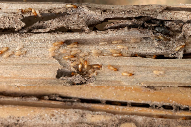 Spider Control Near Me in West Deland, FL